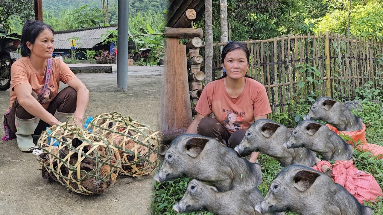 Weaving bamboo baskets to hold chickens to sell - Bought a few piglets to raise - Daily life