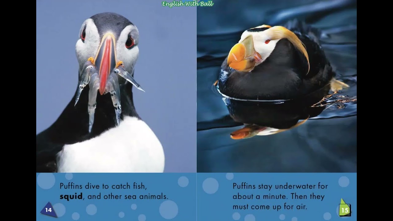 Puffins: Oceans Alive