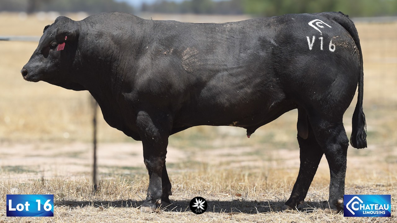 LOT 16 - JWMPV16