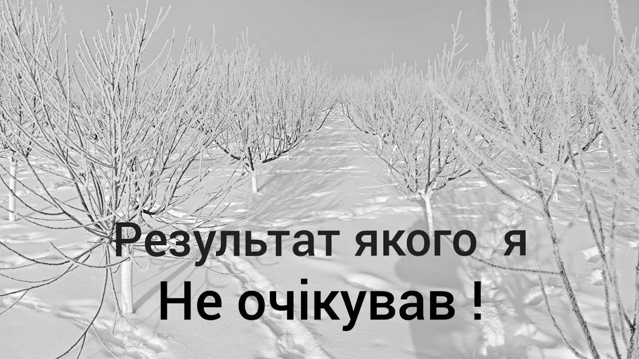 Чи вижили бруньки після -26°C? Результати перевірки кісточкових ❄️🍑