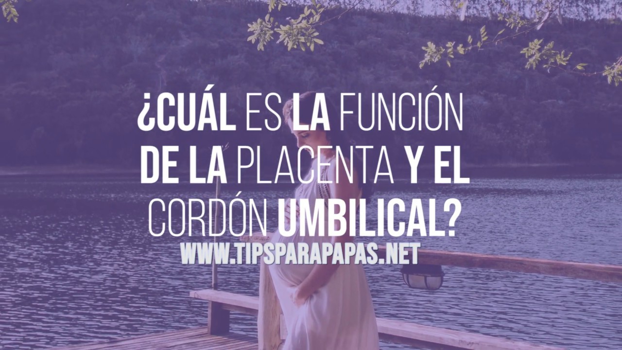 &iquest;C&oacute;mo funciona la placenta y cord&oacute;n umbilical?