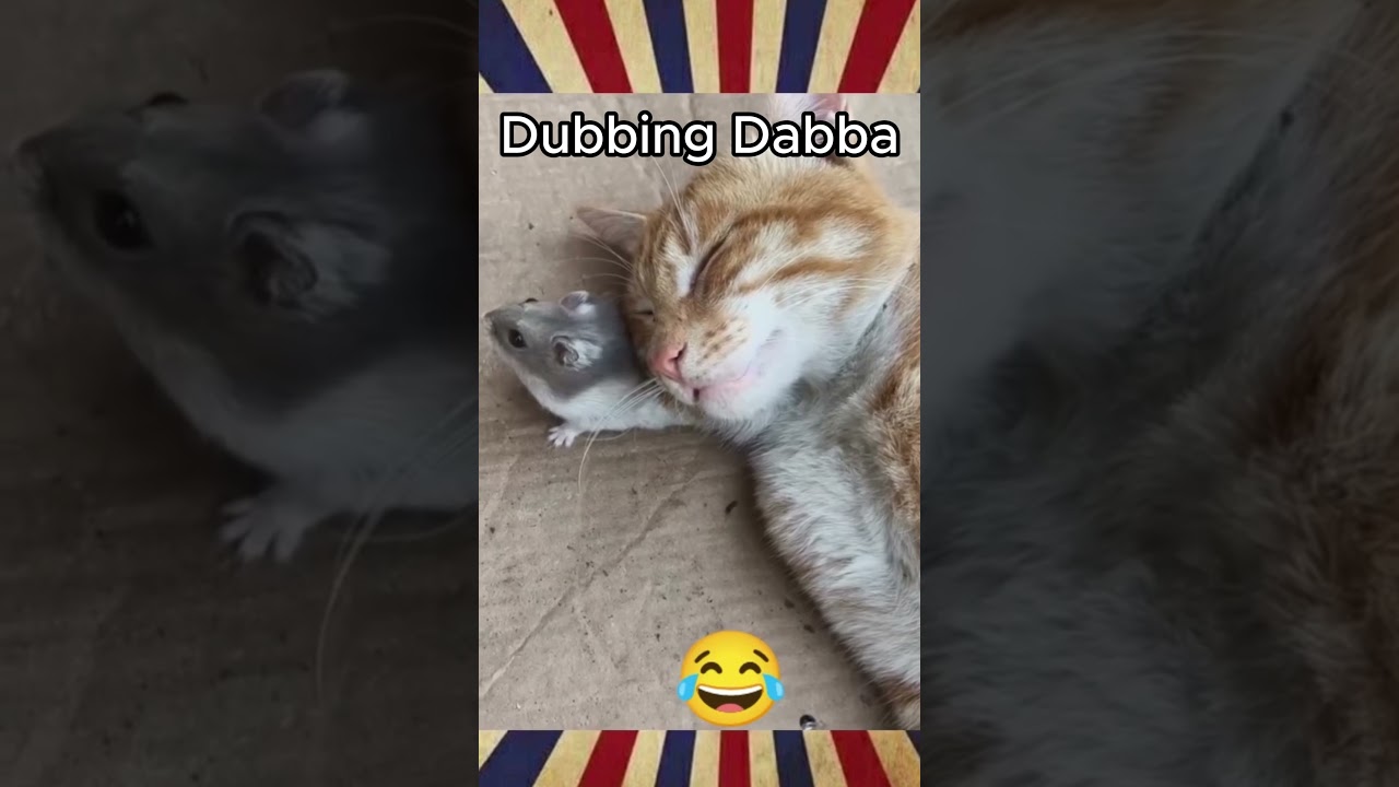 Meenuku Potruvan #dubbingdappa #dubbingdabba #shortsfeed #shorts #cats #pets #funny #comedy #cat