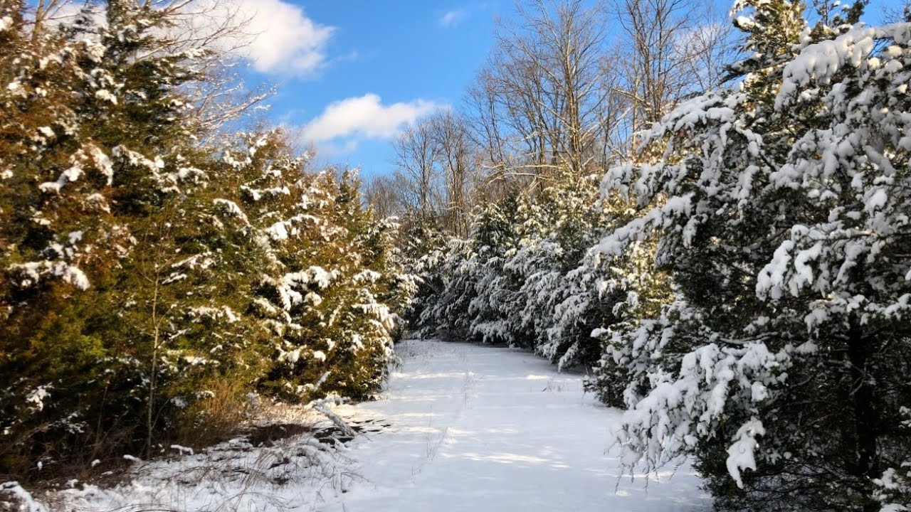 Snowy Days