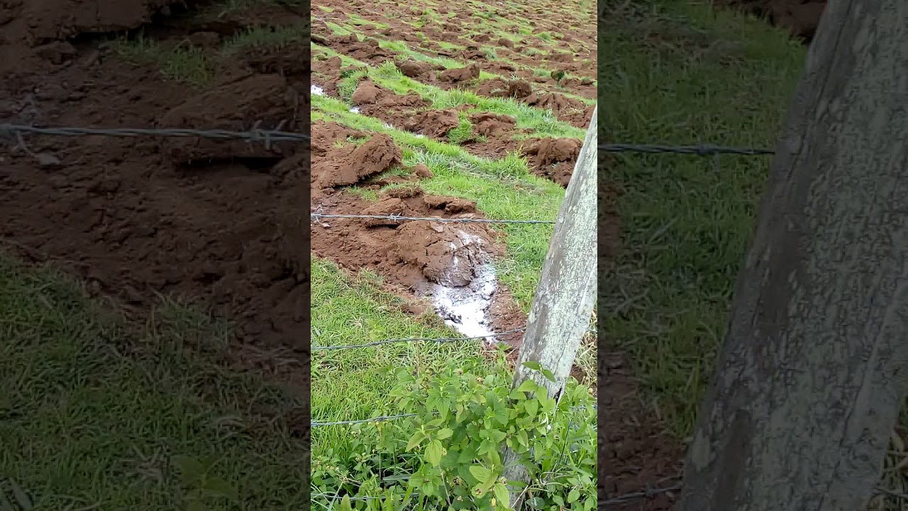 Acacia mangium-reflorestamento comercial-Varre-sai RJ