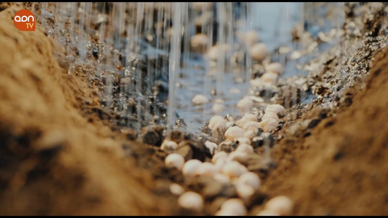 El Arca de Noé de las semillas, objetivo evitar la extinción.