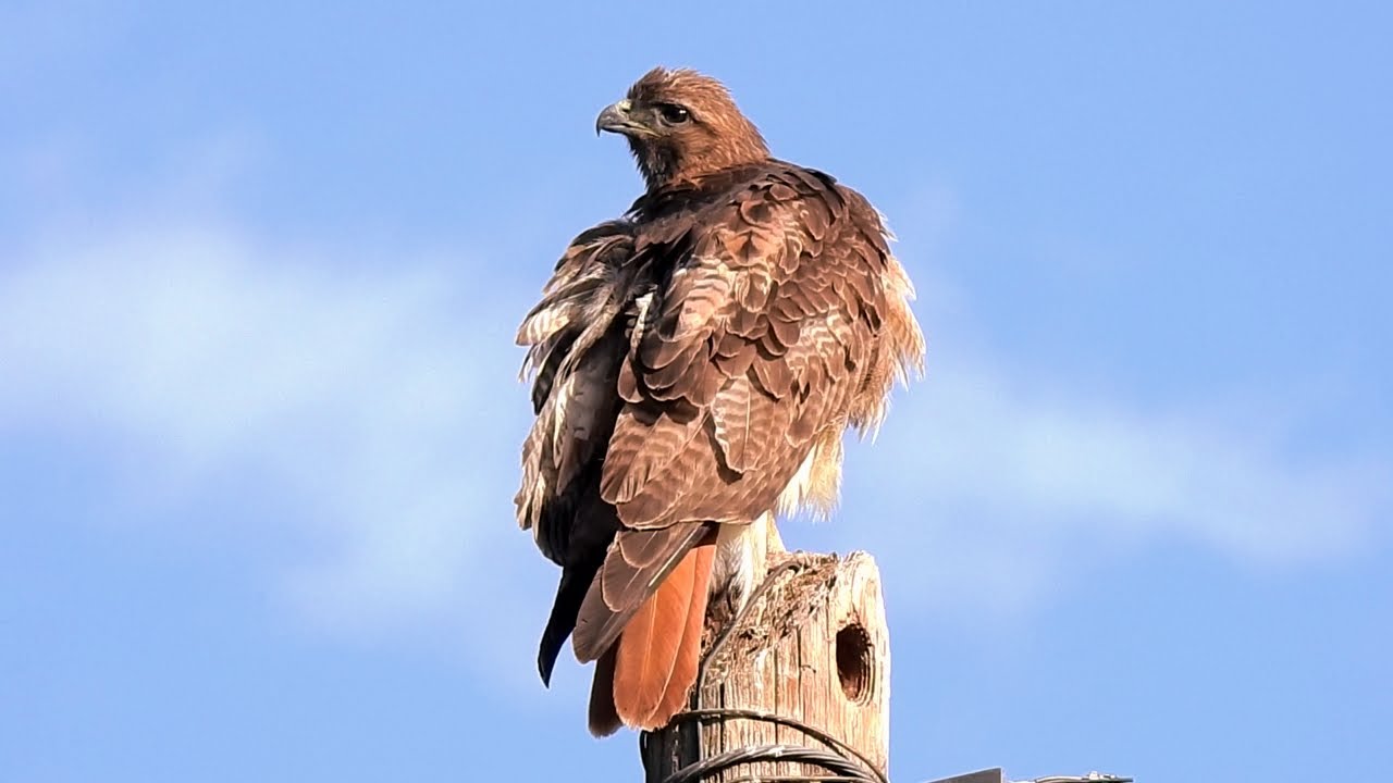 Red-tailed Hawk - Pat O'Neil Video Bird ID's