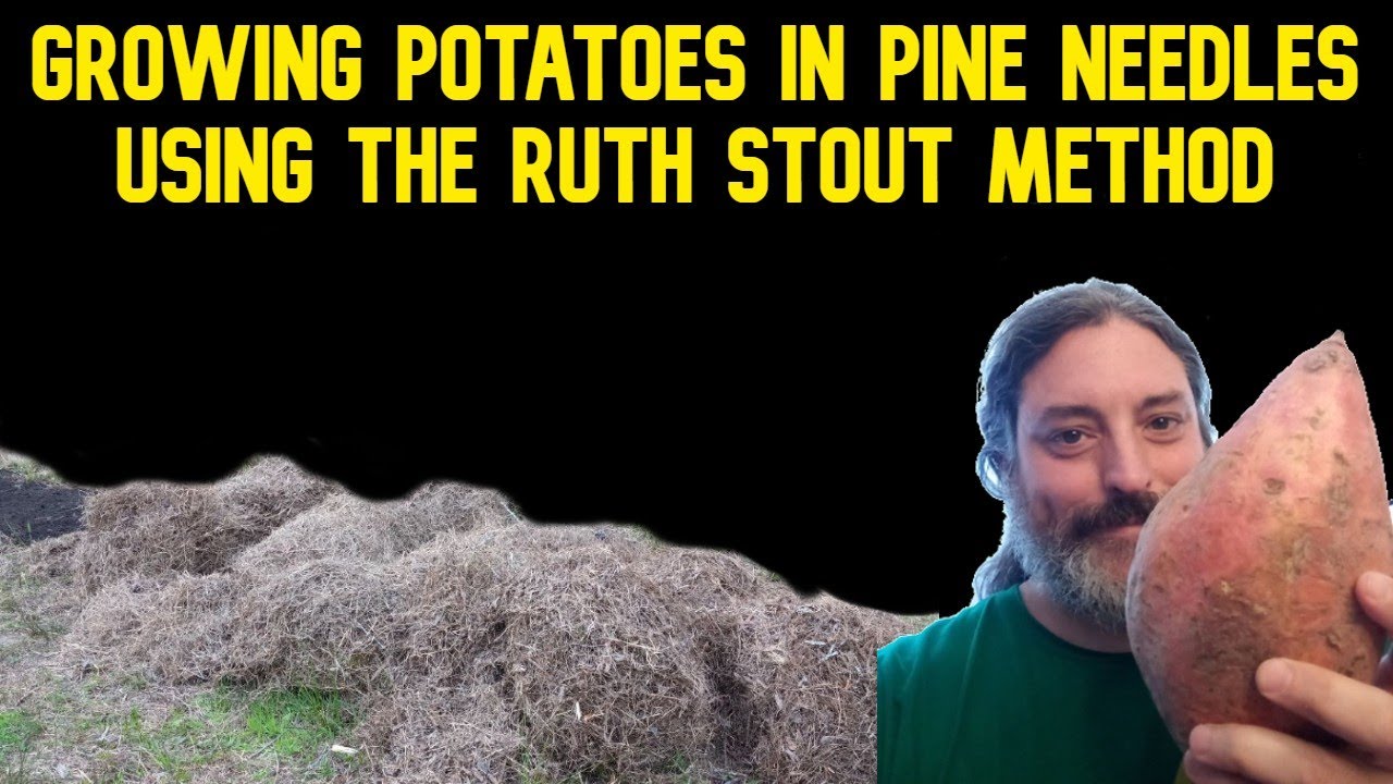 Can you Grow Potatoes In Pine Needles? - Ruth Stout Variation