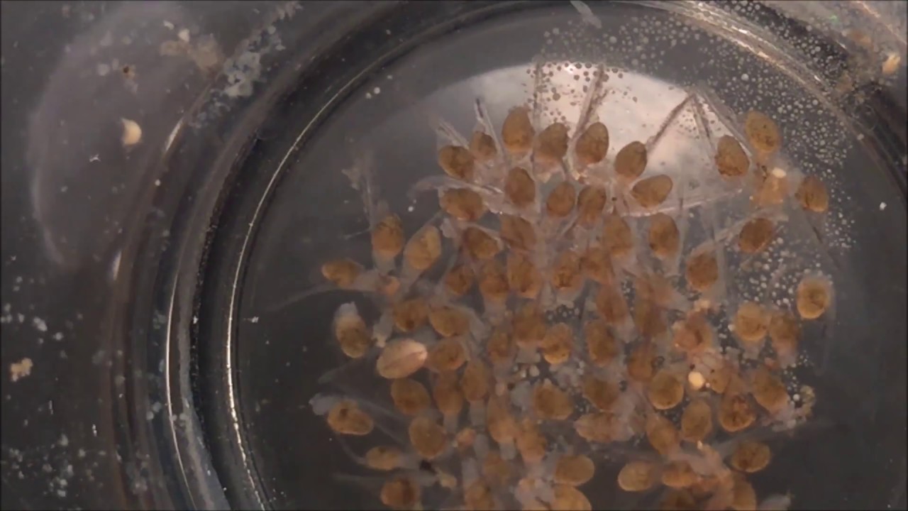 Angelfish fry day 1 -10 Evolution // Skalare Wachstum über 10 Tage HD