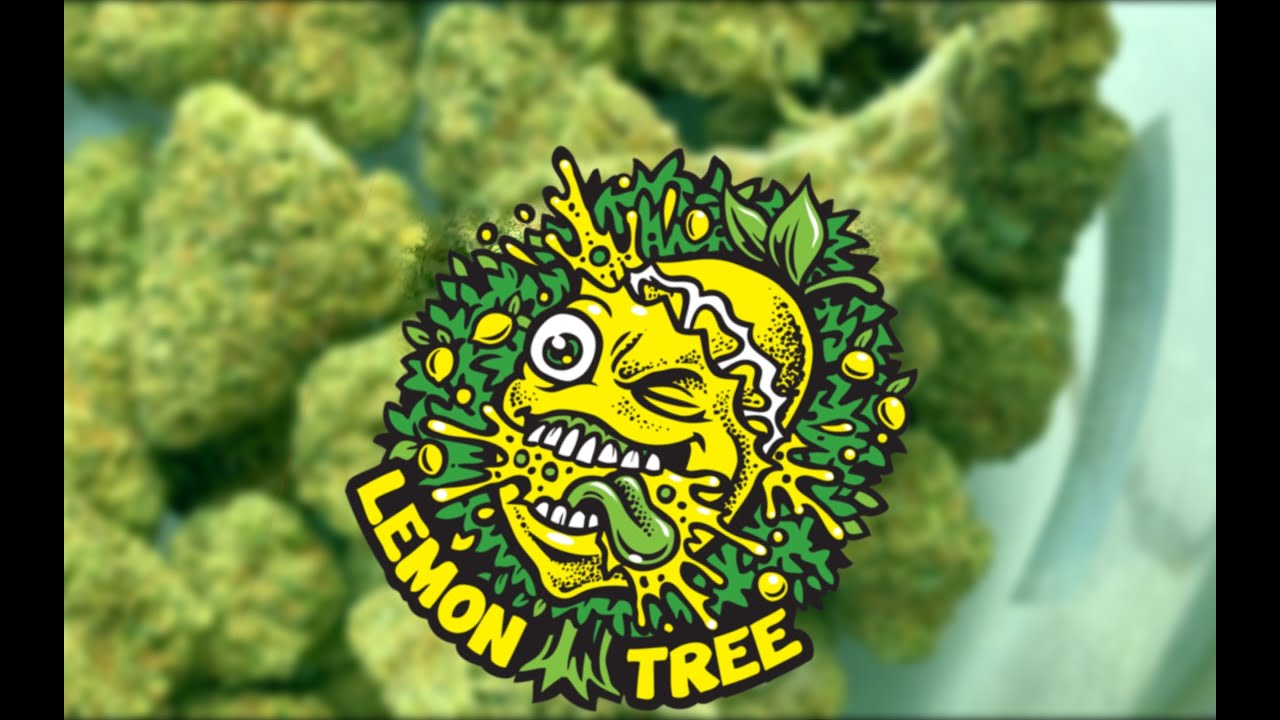 Lemon Tree Strain Review