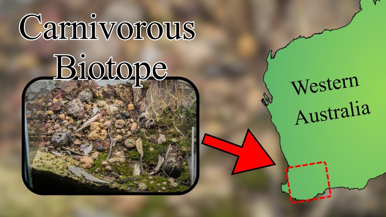 I Built a Western Australian Carnivorous Plant Biotope Terrarium