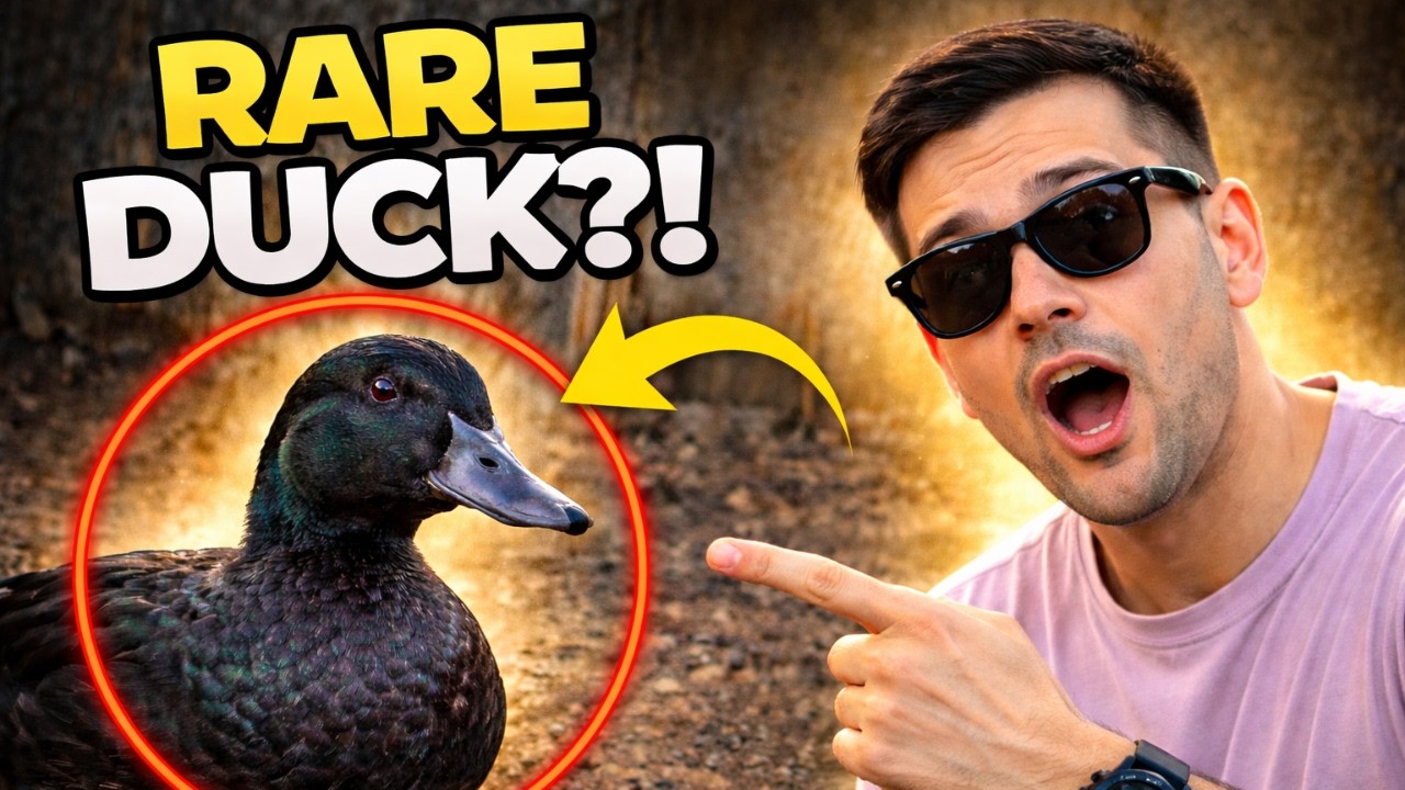 What Breed Is This Duck? I Just Got It! | New Duck Li Hai… Par Breed Kaunsi Hai?
