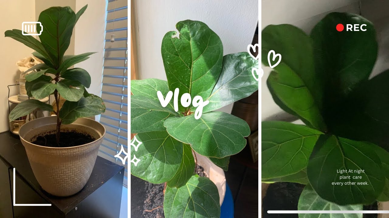 VLOG| Ficus Lyrata | My Indoor Fiddle Leaf Fig Tree| Plant Night Care With Light Treatment