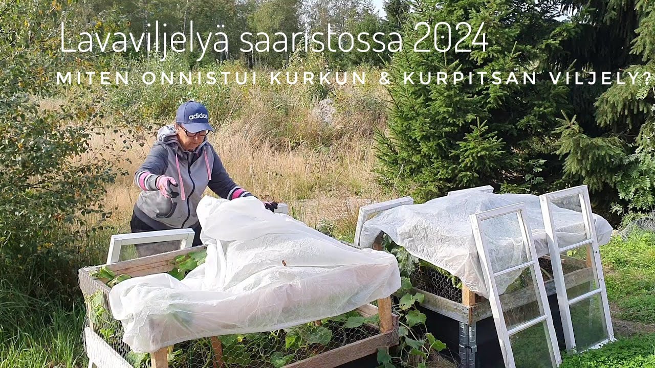 Lavaviljelyä saaristossa | Miten onnistui kurkun & kurpitsan viljely? | Lavakaulus | Mökki