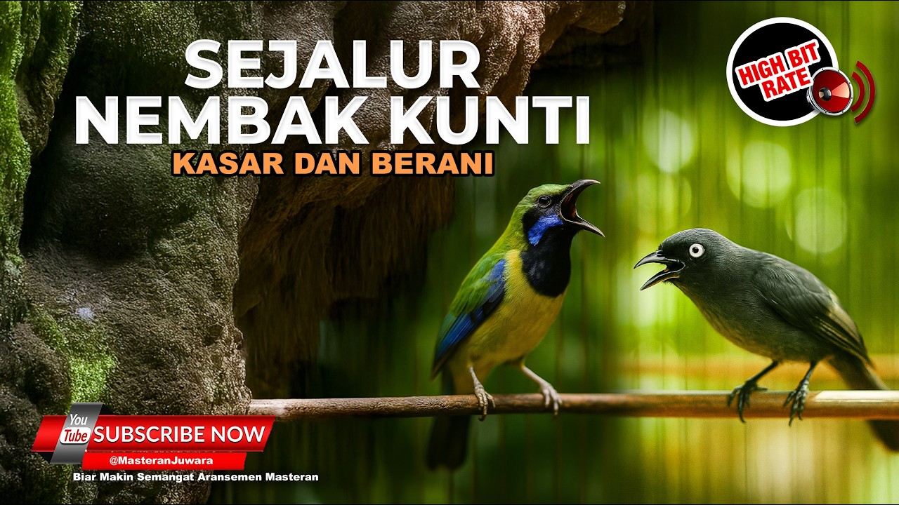 🔴 Live Tembakan Panjang Tajam dan Kasar Cucak Cungkok Super Gacor vs Srigunting Abu Abu