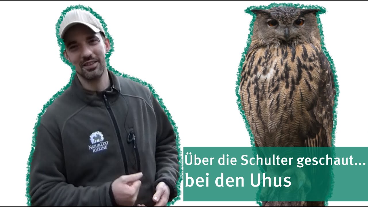 Über die Schulter geschaut - bei den Uhus | NaturZoo Rheine
