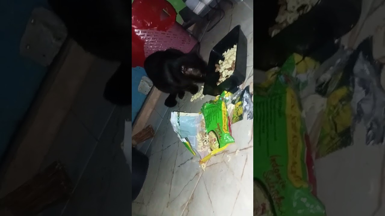 Kucing hitam nyemil mie.(puffoe)