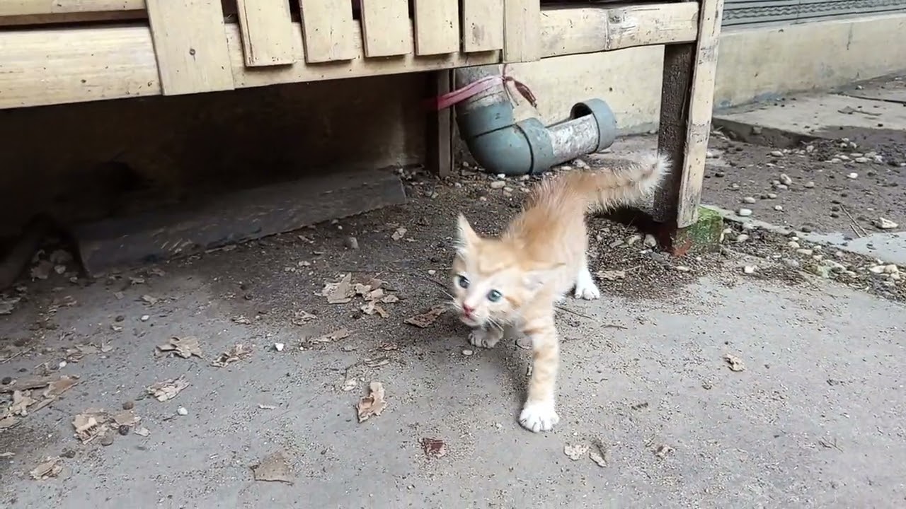 BOCIL OYEN AJAK EMAK GELUT #anakkucing #kitten #oyen #oyenbocil