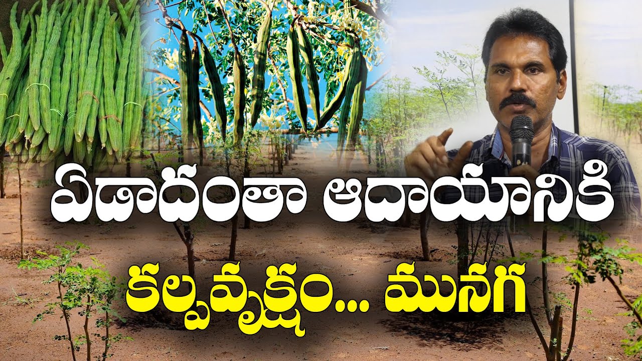 మునగ సాగుతో ఏడాదంతా ఆదాయం || Drumstick Farming || Prasad || 9849312629