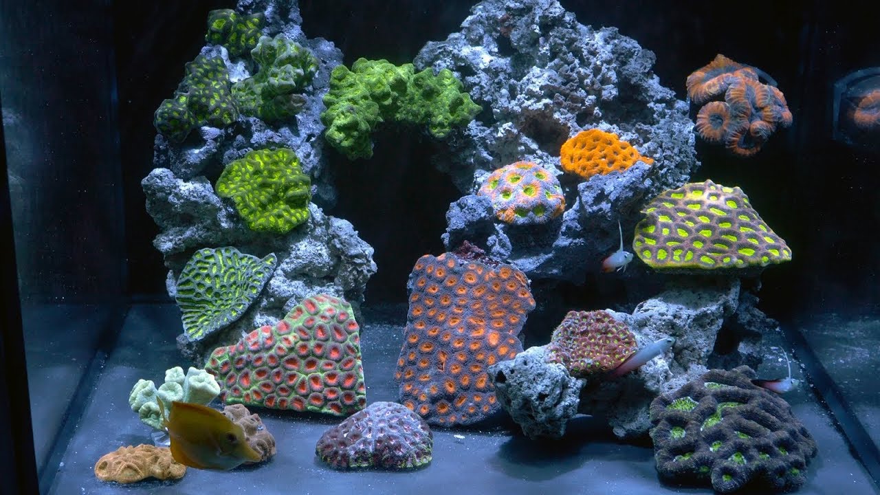 vlog 30: 40 gal LPS Reef Tank