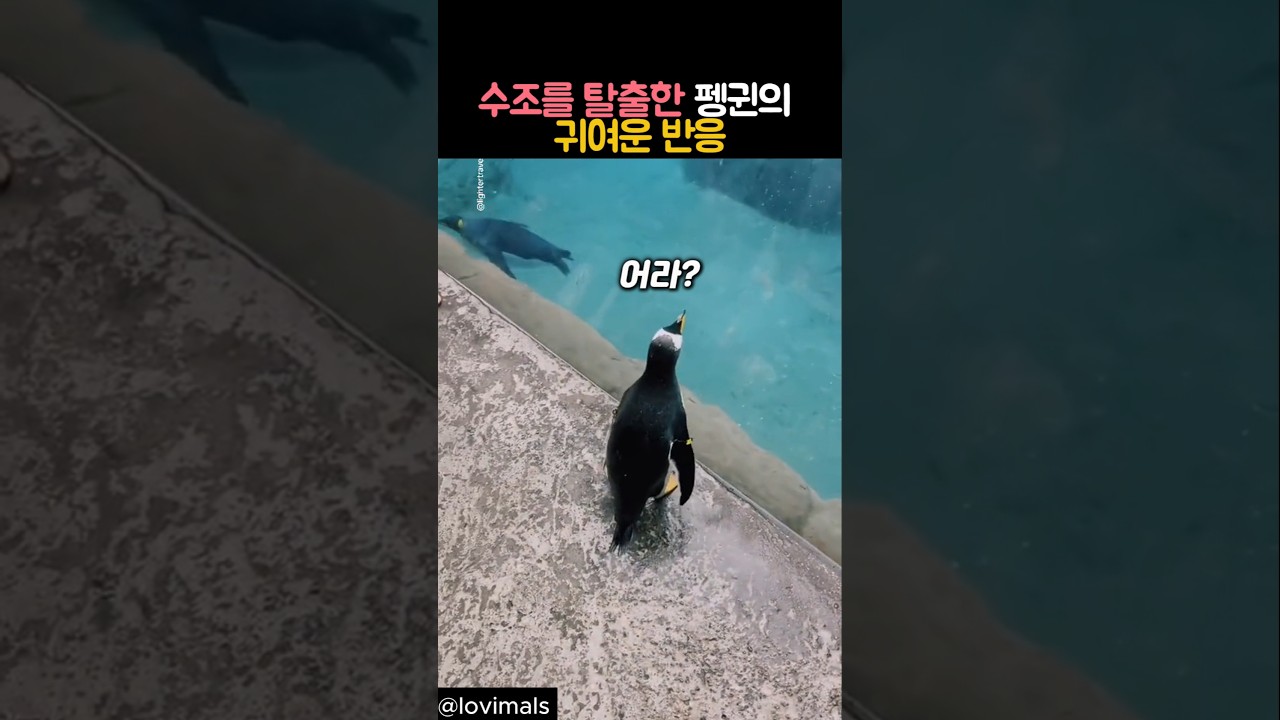 수조를 탈출한 펭귄의 귀여운 반응 #동물 #펭귄