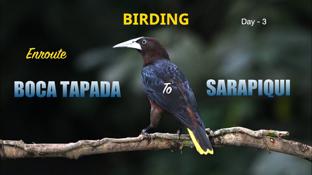 Birding in Costa Rica- Day - 3,  4K