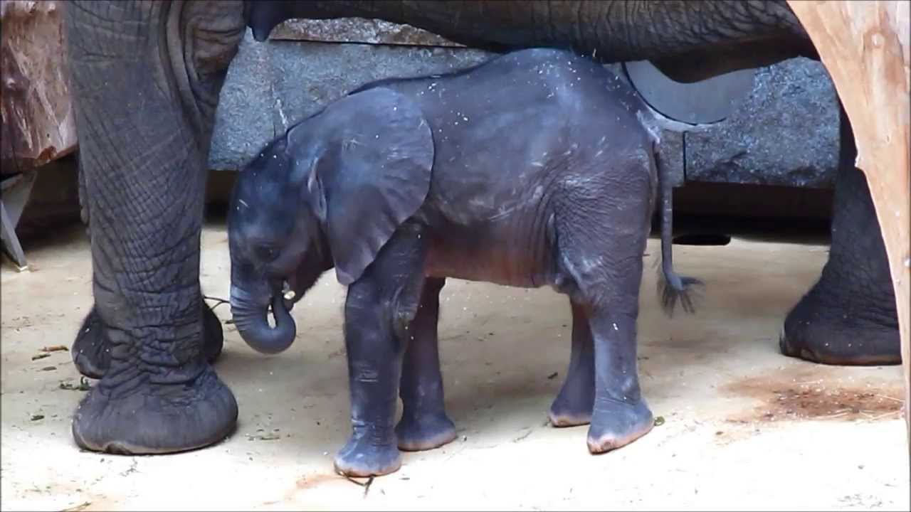 Cute little baby elephant at Zoo Vienna