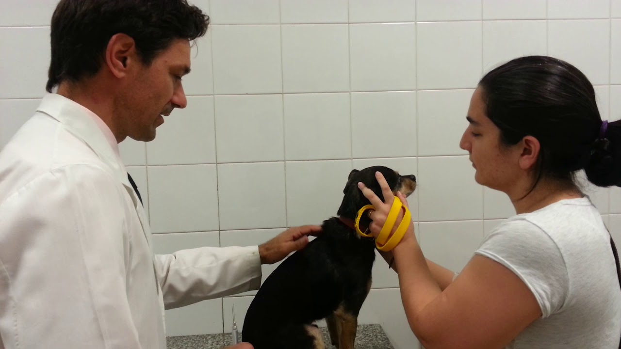 Colocación de microchip en perros. Dr. Tafra. Veterinaria patagonia.