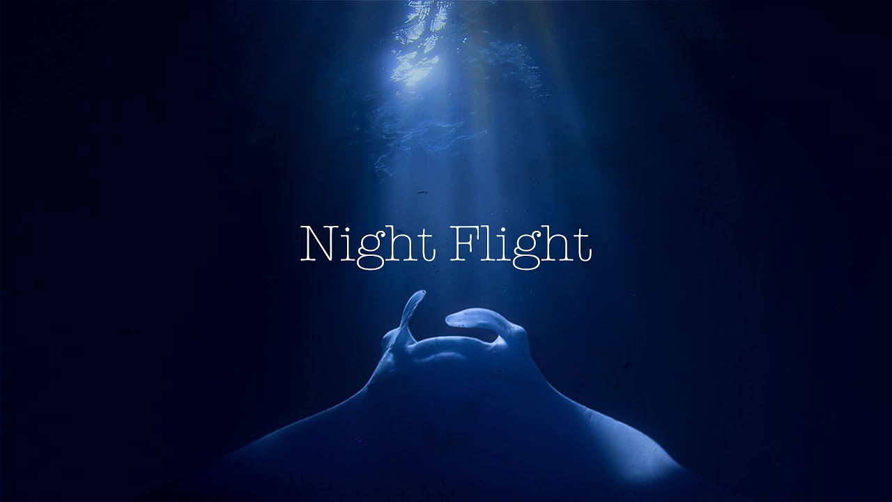 Night Flight - Mantas in the Night - Maldives Night Dive with manta rays