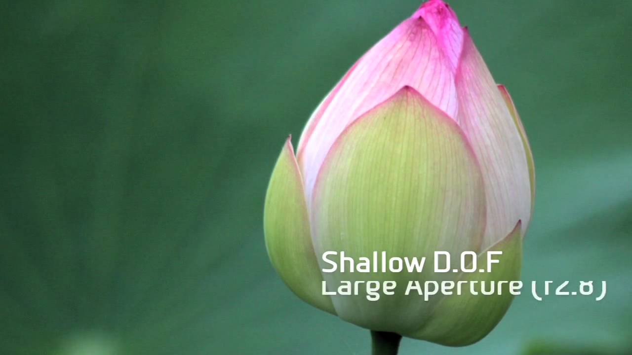 Canon EOS | Getting Started: Depth of Field Photography