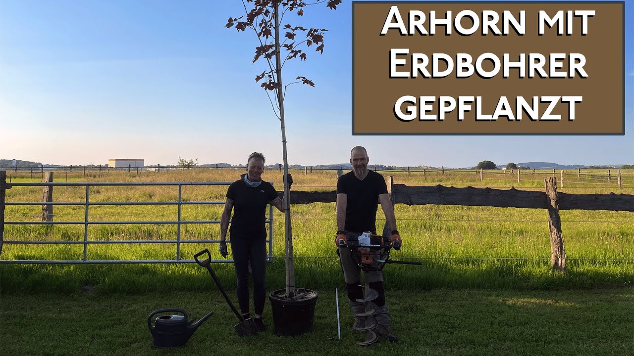 Ahorn Baum aus Baumarkt gerettet, Pflanzloch mit Erdbohrer Stihl BT 131 schnell und einfach