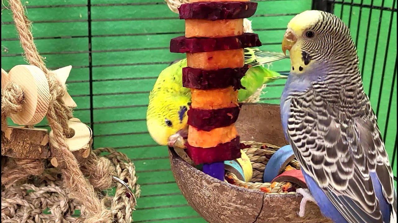 relaxing budgie sounds