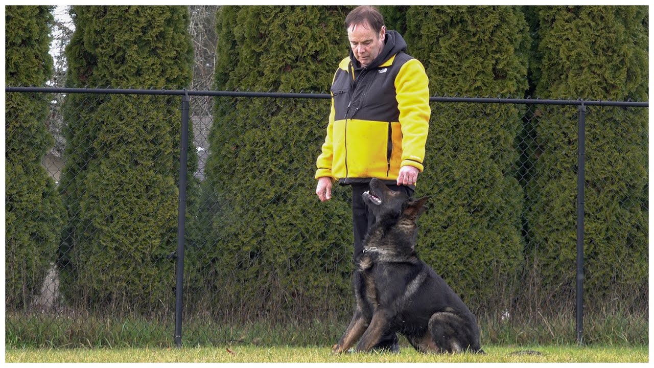Kraftwerk K9 German Shepherd - One-of-a-Kind!
