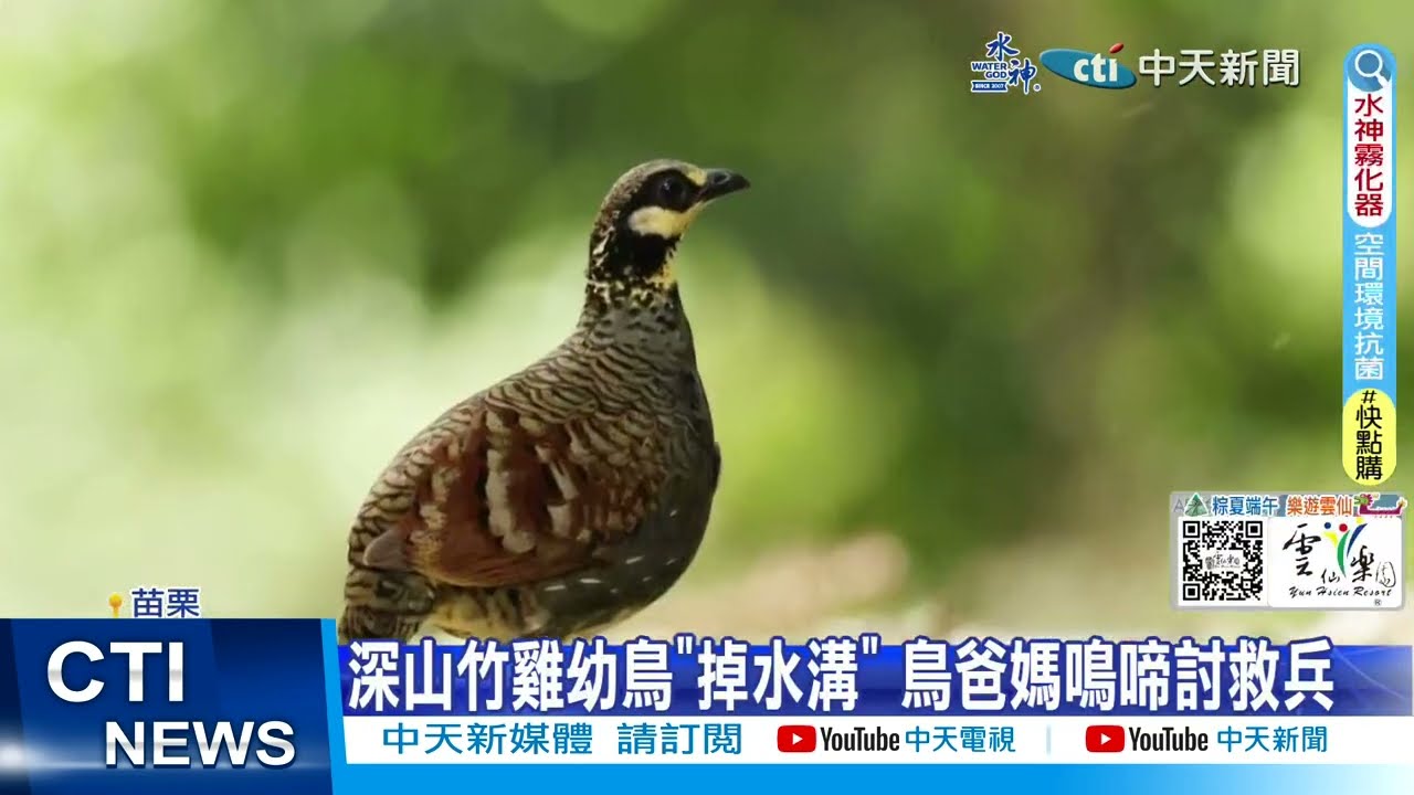 【每日必看】深山竹雞幼鳥
