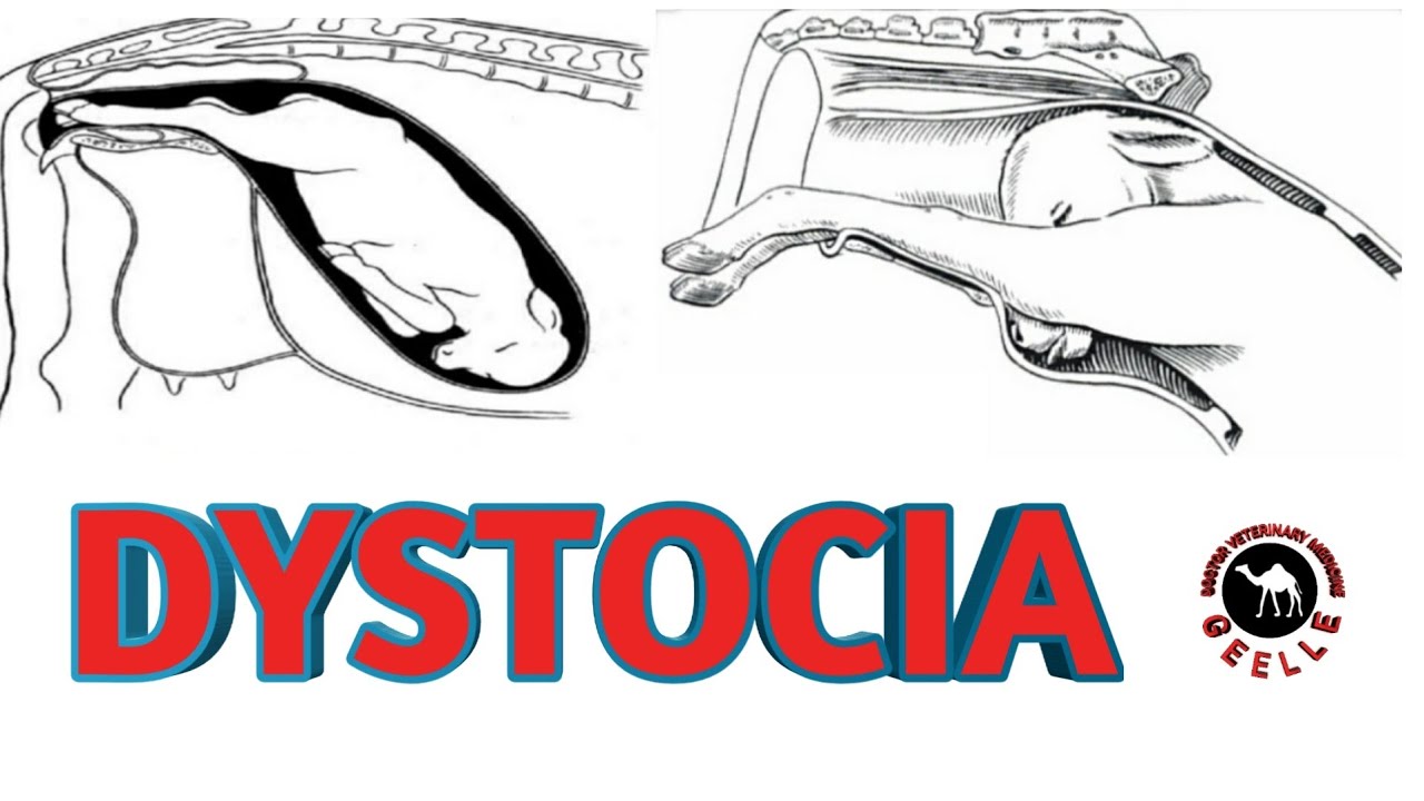 Dystocia| forms of fetus during parturation.| Veterinary Somalia