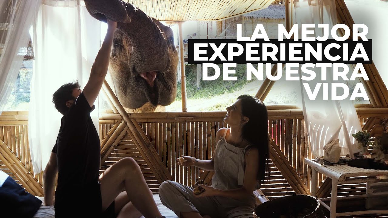 Vivir con ELEFANTES | Chai Lai Orchid - Tailandia