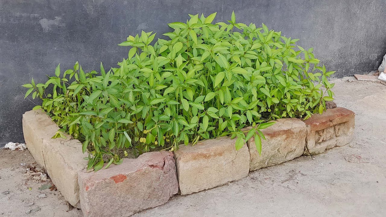 How to grow jute seeds, grow jute leaves as vegetable