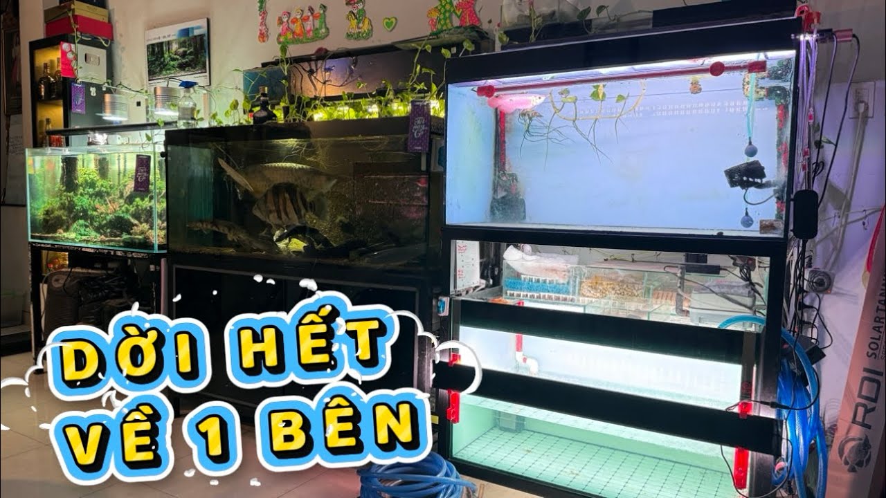 Trước Tết, dời hết tất cả HỒ CÁ ở nhà về 1 bên, ốp CỬA KIẾNG che ngăn lọc, trị bệnh cho e QUYẾT LONG