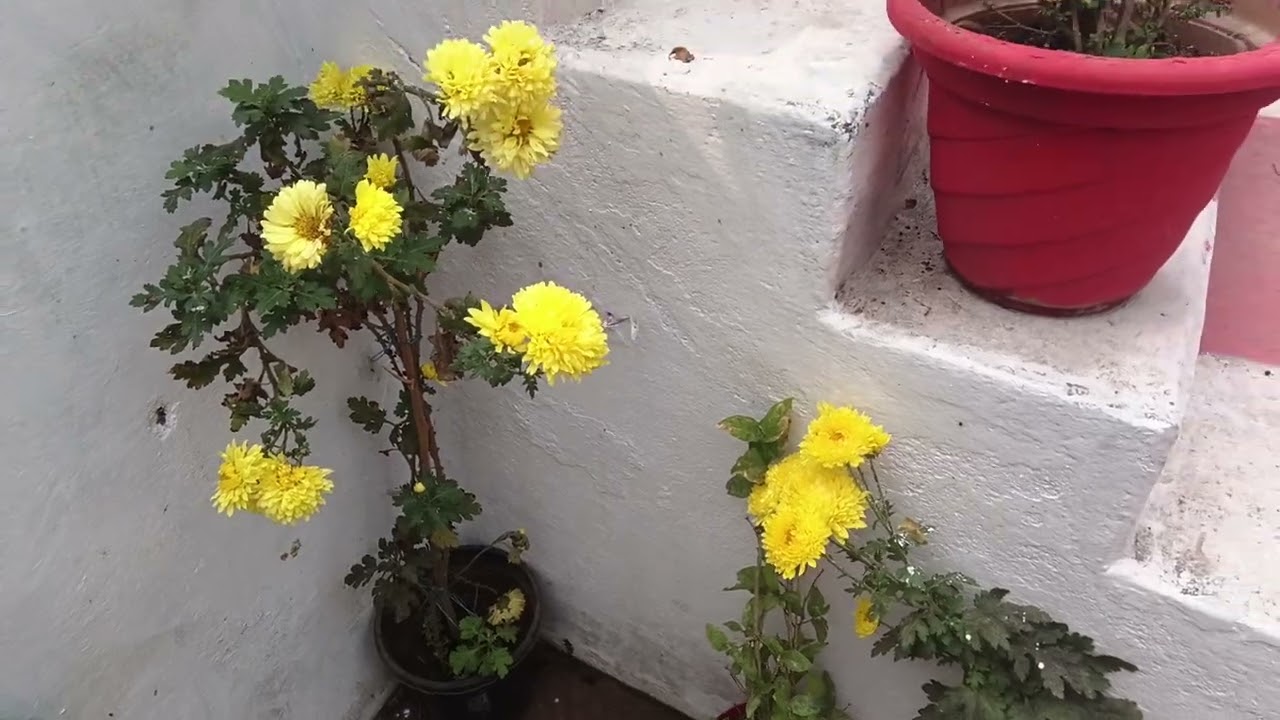 🌴घर में फूल फल सब्जियां हार्वेस्टिंग किया है 🏞️