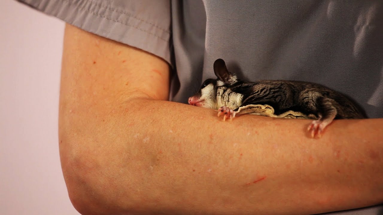 How to Keep Your Sugar Glider Healthy | Sugar Gliders