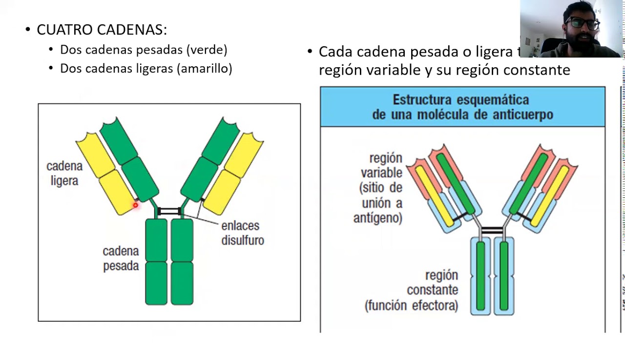 Clase: Anticuerpos (Dr. Pablo Romero)
