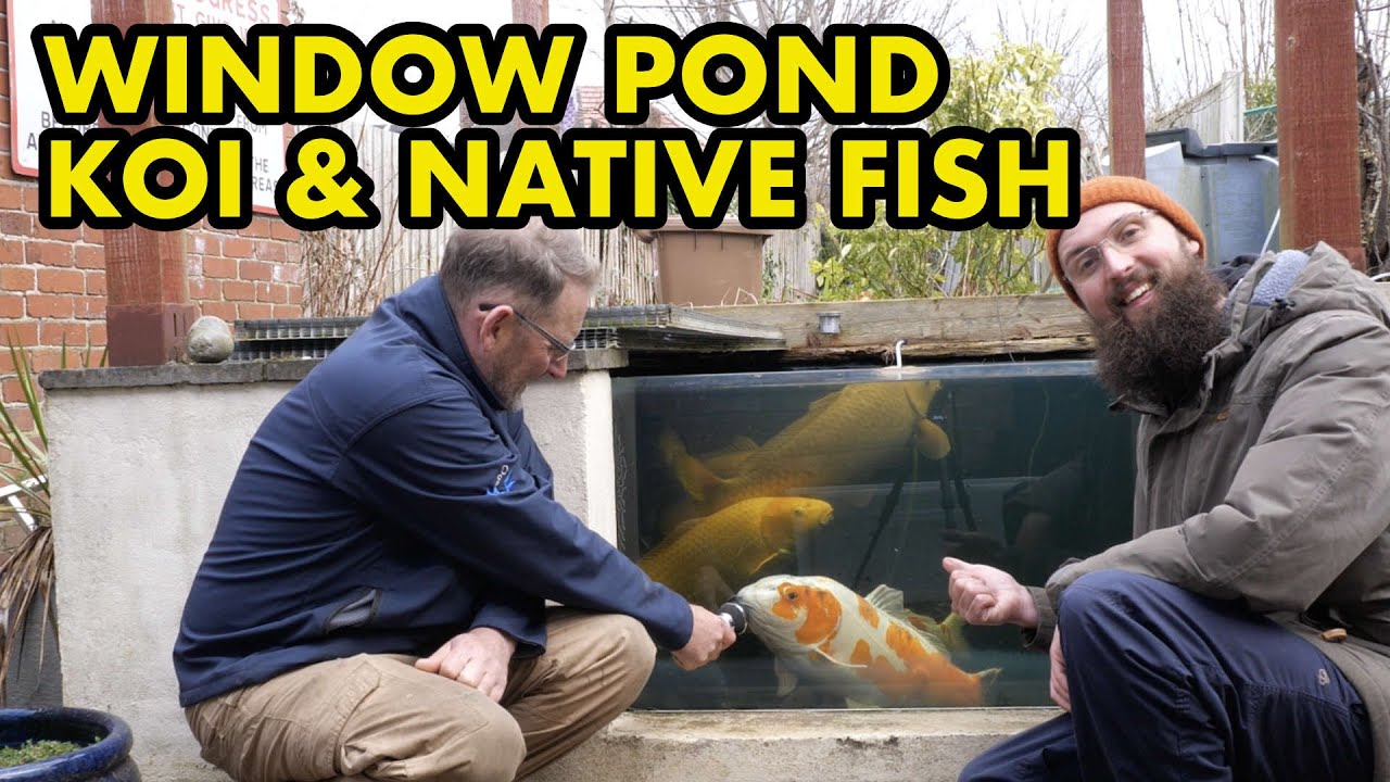 Window Pond with Huge Koi & Native UK Fish