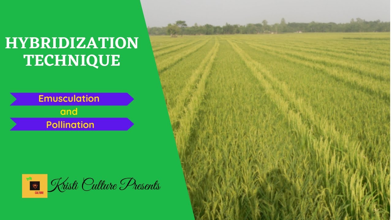 Hybridization Technique, Emasculation and Pollination. How hybrid rice seed produces?