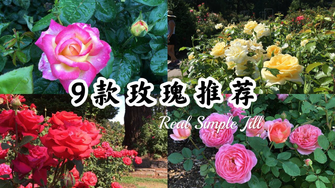 【花卉推荐3】9种美翻天的玫瑰月季 | 波特兰玫瑰园一游 | 玫瑰月季品种介绍 | Real Simple Jill