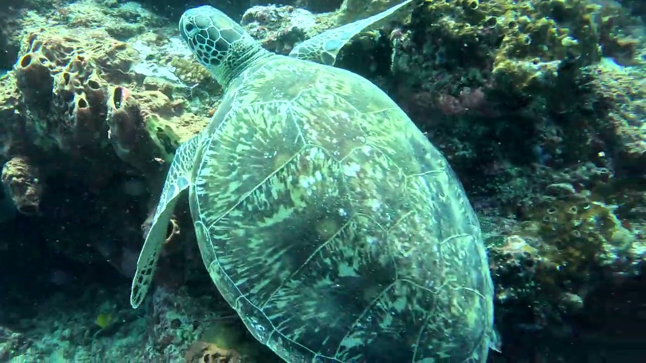 Turtles, Turtles, Turtles! Wall Drift Dive | Likuan Pygmy, Bunaken