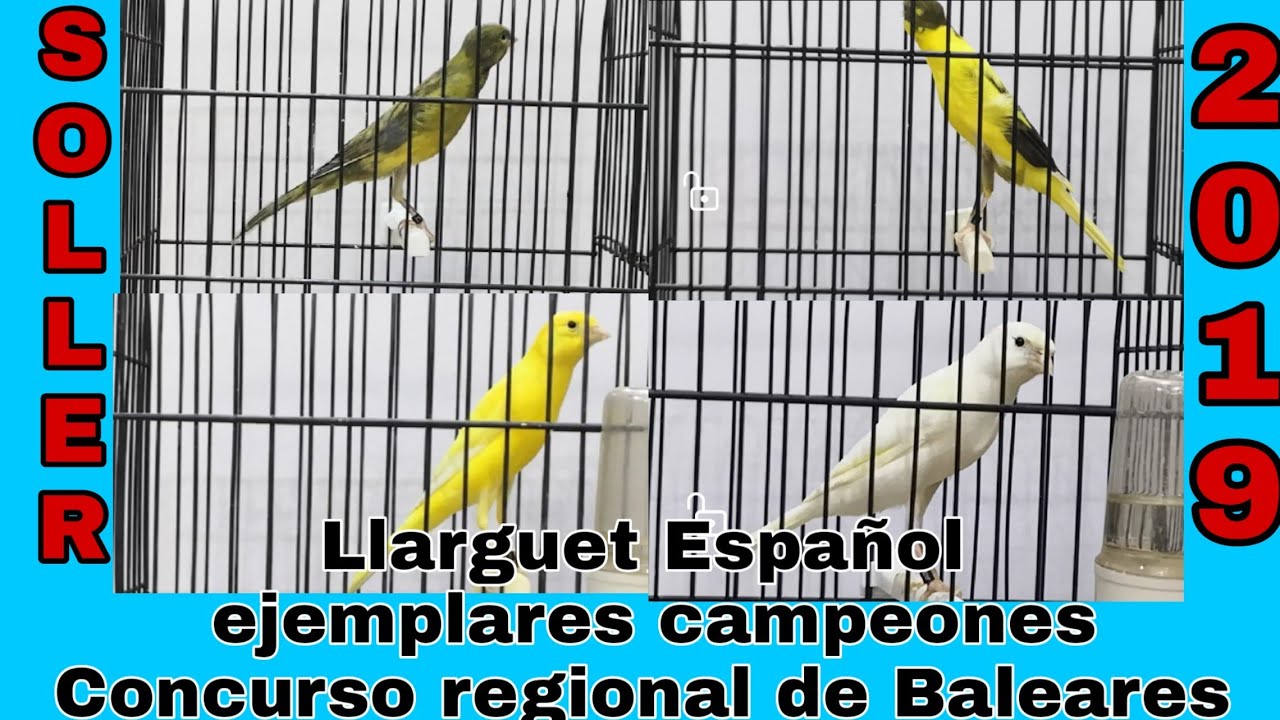 Llarguet Español concurso regional de Baleares 2019