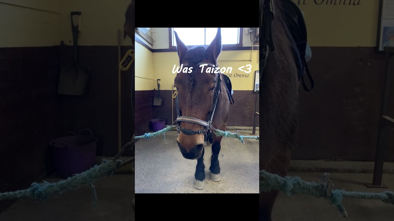 My first love... #shorts #equestrian #horses #rider