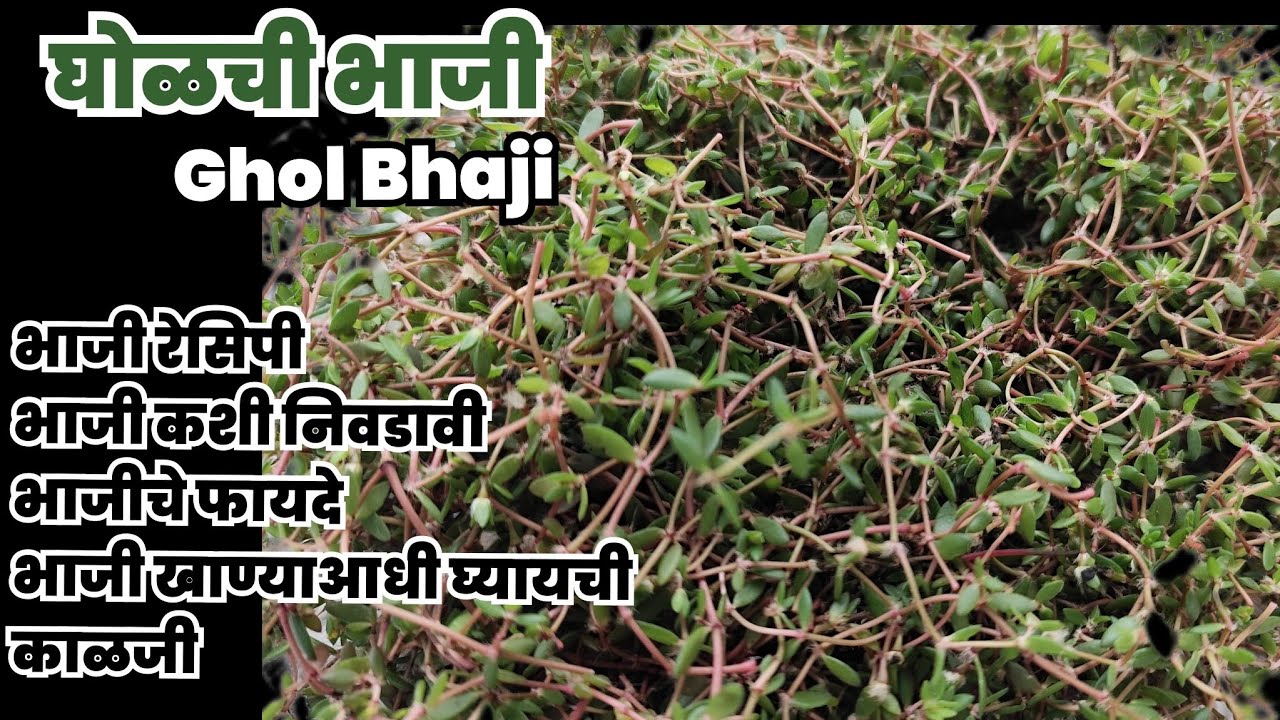आरोग्यदायी फायदे असलेली घोळची रानभाजी रेसिपी | Ghol Ranbhaji Recipe भाजी साफ करण्यापासून सर्व माहिती