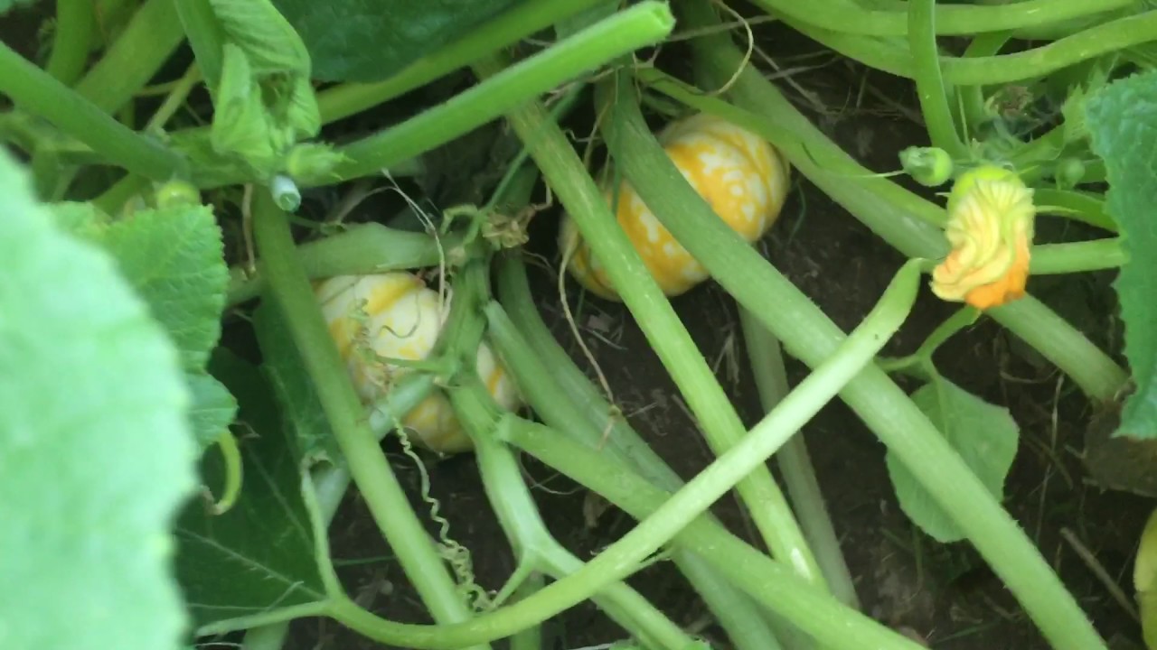 Cultivo de calabazas de Halloween 