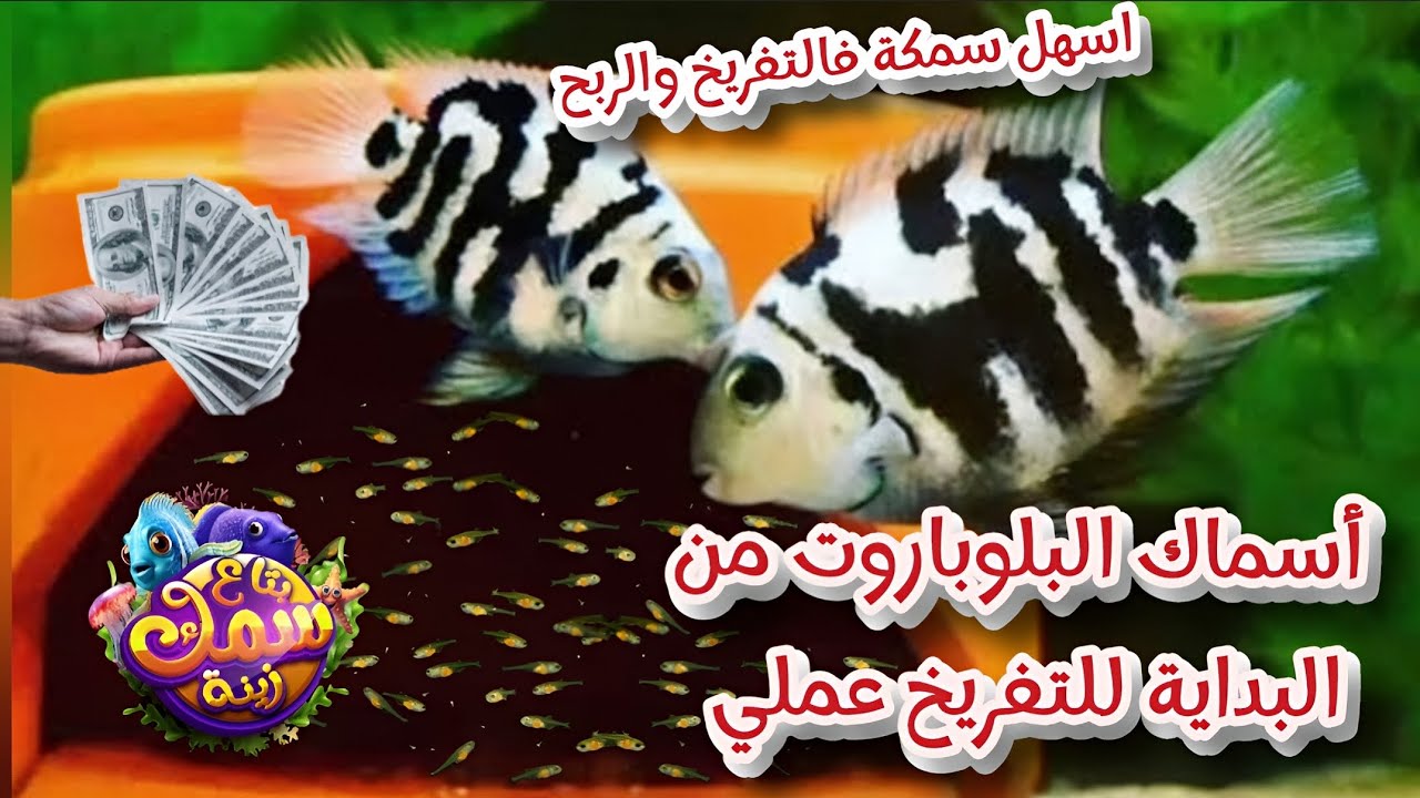 اعمل فلوس من اسماك البلو باروت