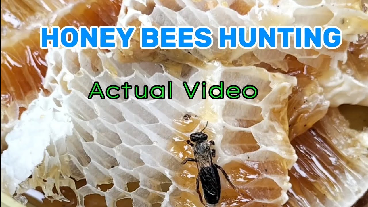 HONEY BEES HUNTING ACTUAL VIDEO